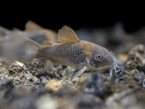 Bronze Corydoras