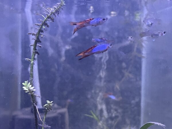 singa doublesword guppy