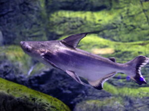 Paroon Shark