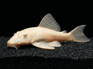Common Albino Pleco (Ancistrus sp.)