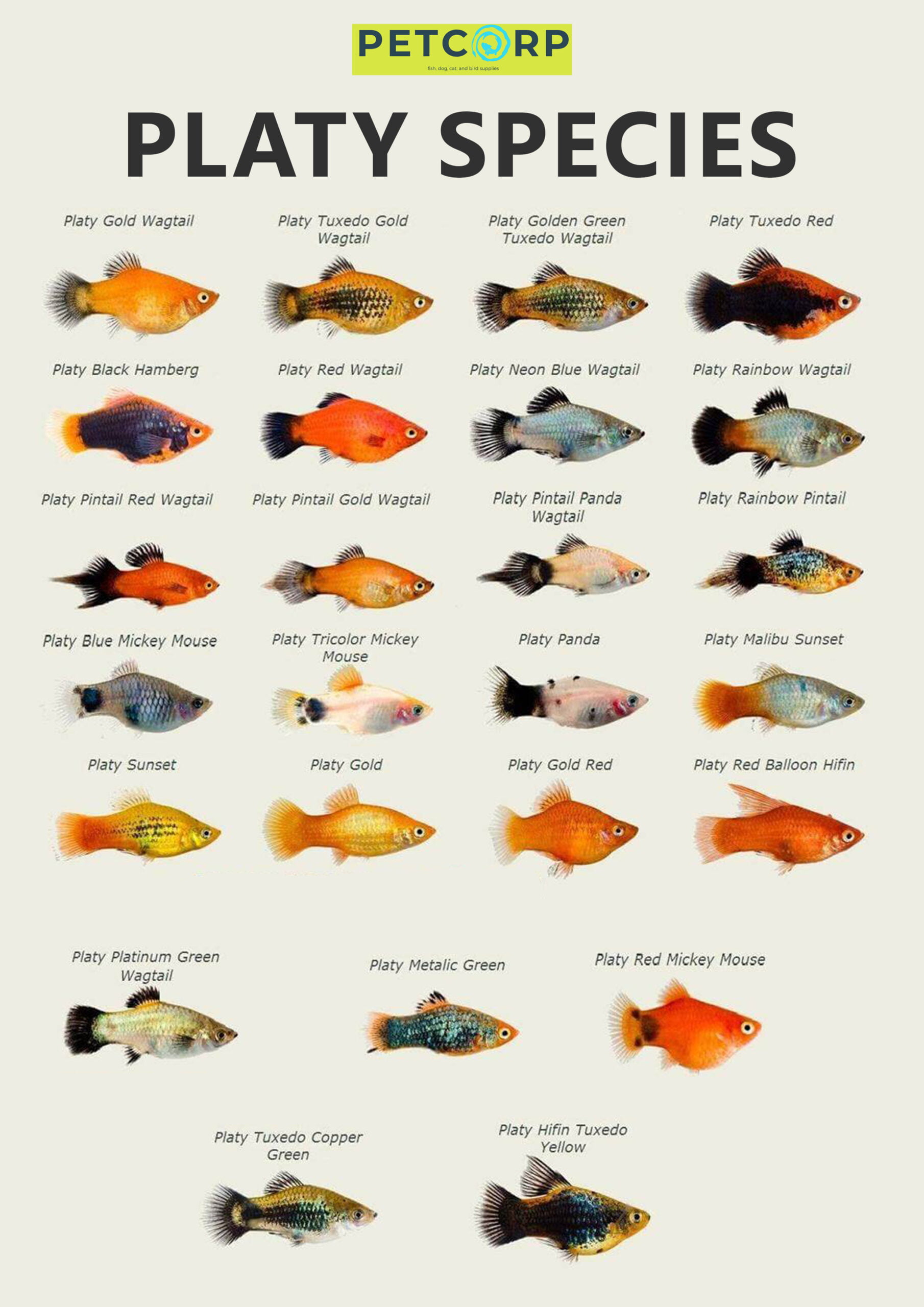 types of platy