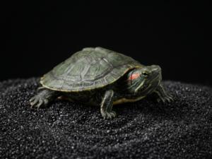 Red-Eared Slider Turtle (Trachemys scripta elegans)