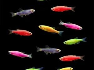 GloFish® Danio (Danio rerio)