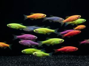 GloFish® Danio (Danio rerio)