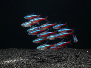Cardinal Tetra (Paracheirodon axelrodi)