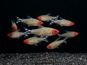Rummy Nose Tetra (Petitella bleheri / Hemigrammus rhodostomus)