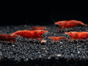 red-neocaridina-shrimp