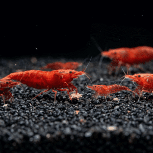 Red Dwarf Neocaridina shrimp scaled