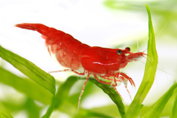Red Neocaridina Shrimp - Image 2