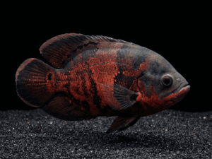 Tiger Oscar (Astronotus ocellatus)