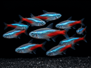Neon Tetra (Paracheirodon innesi)