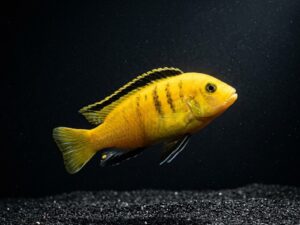 yellow-prince-cichlid