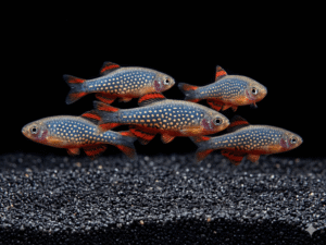 Celestial Pearl Danio (Danio margaritatus)