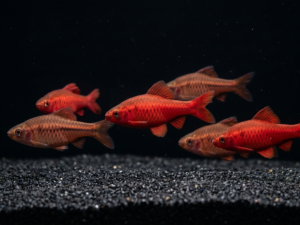 Cherry Barb (Puntius titteya)
