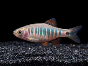 Emerald Dwarf Rasbora (Danio erythromicron)