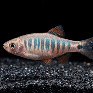 emerald rasbora