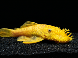 lemon-bristlenose-pleco
