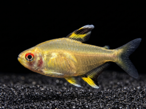 Lemon Tetra (Hyphessobrycon pulchripinnis)
