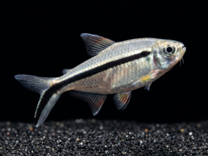 Penguin Tetra (Thayeria boehlkei)