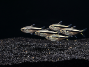 Penguin Tetra (Thayeria boehlkei)