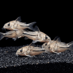 pygmy-corydoras