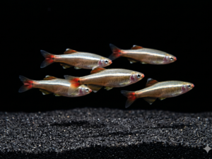 white-cloud-mountain-minnow