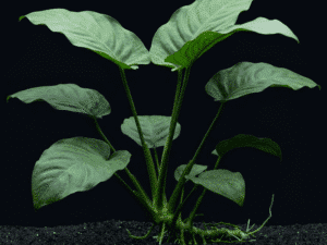 anubias-barteri