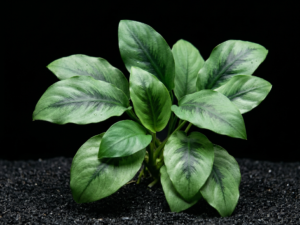 premium-anubias-jade-leaf