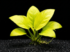 premium-anubias-nana-golden