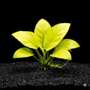 Picture of PLANTS