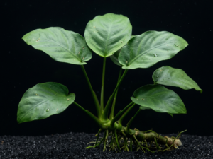 premium-anubias-nana