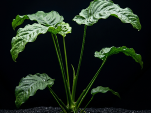 premium-anubias-nana-wrinkled-leaf