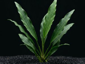 premium-anubias-angustifolia