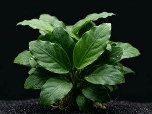 premium-anubias-nana-denmark