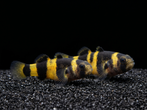 Bumblebee Goby (Brachygobius doriae)