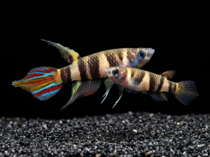 Clown Killifish (Epiplatys annulatus)