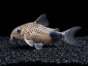 corydoras-similis-smudge-spot