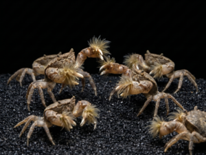 freshwater-pom-pom-crab