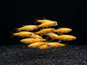 Gold White Cloud Mountain Minnow (Tanichthys albonubes var. "Gold")