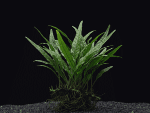 premium-narrow-leaf-java-fern