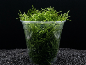 premium-java-moss