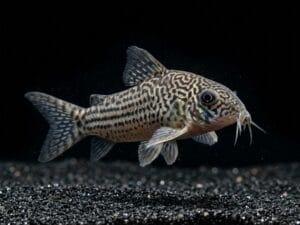 julii-corydoras