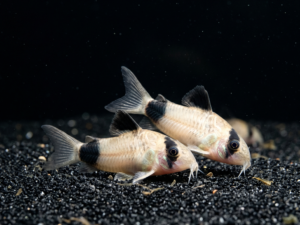 Panda Corydoras (Corydoras panda)