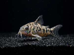 Peppered Corydoras