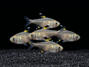 Pristella Tetra (X-Ray Tetra / Pristella maxillaris)