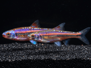Rainbow Shiner (Notropis chrosomus)
