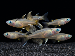 signifer-rainbowfish