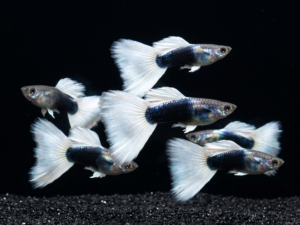 tuxedo-white-tail-guppy