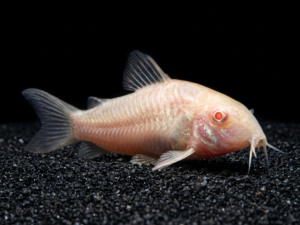 Albino Bronze Corydoras (Corydoras aeneus)