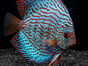 Discus (Symphysodon spp.)